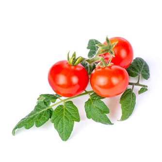 Mini pomodoro rosso ricarica Lingot per orto Véritable